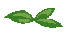 [HOUSE] Leaves T1