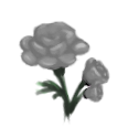 White Roses
